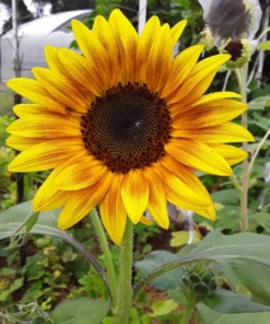 Sunflower 'Cinnabar Compact' Open-pollinated
