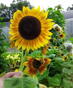 Sunflower 'Cinnabar Compact' Open-pollinated