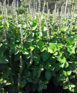 Tulsi (Holy Basil) - Temperate (Ocimum africanum) (~300 Seeds)