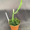 Vanilla aphylla, Rare Leafless Vanilla Orchid. Rooted Plant Shipped in 2.5" Pot