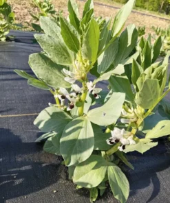 Vroma Fava Bean (Broad Bean - Vicia faba) (30 Seeds)