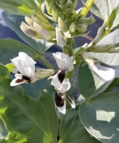 Vroma Fava Bean (Broad Bean - Vicia faba) (30 Seeds)