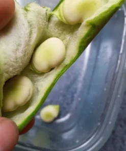 Vroma Fava Bean (Broad Bean - Vicia faba) (30 Seeds)