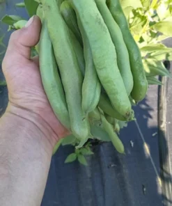 Vroma Fava Bean (Broad Bean - Vicia faba) (30 Seeds)