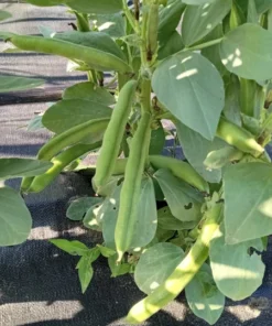 Vroma Fava Bean (Broad Bean - Vicia faba) (30 Seeds)