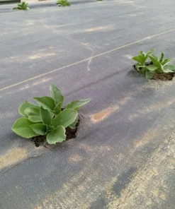 Vroma Fava Bean (Broad Bean - Vicia faba) (30 Seeds)