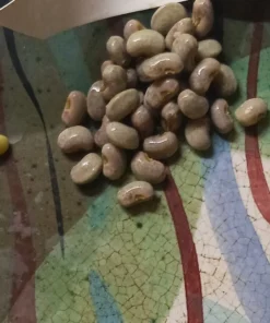 Whippoorwill Southern Pea (Vigna unguiculata) Heirloom Seeds