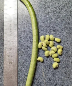 Whippoorwill Southern Pea (Vigna unguiculata) Heirloom Seeds