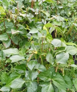 Whippoorwill Southern Pea (Vigna unguiculata) Heirloom Seeds