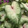 White Star Caladium Bulbs - Rare White Green Pink Strap Leaves