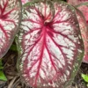 Xplosion Caladium Bulbs - Rare Burgundy Green Pink Perennial Plant