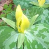 Yellow Trillium Luteum Perennial Wildflower 2 Pack Yellow Blooms for Woodland Gardens