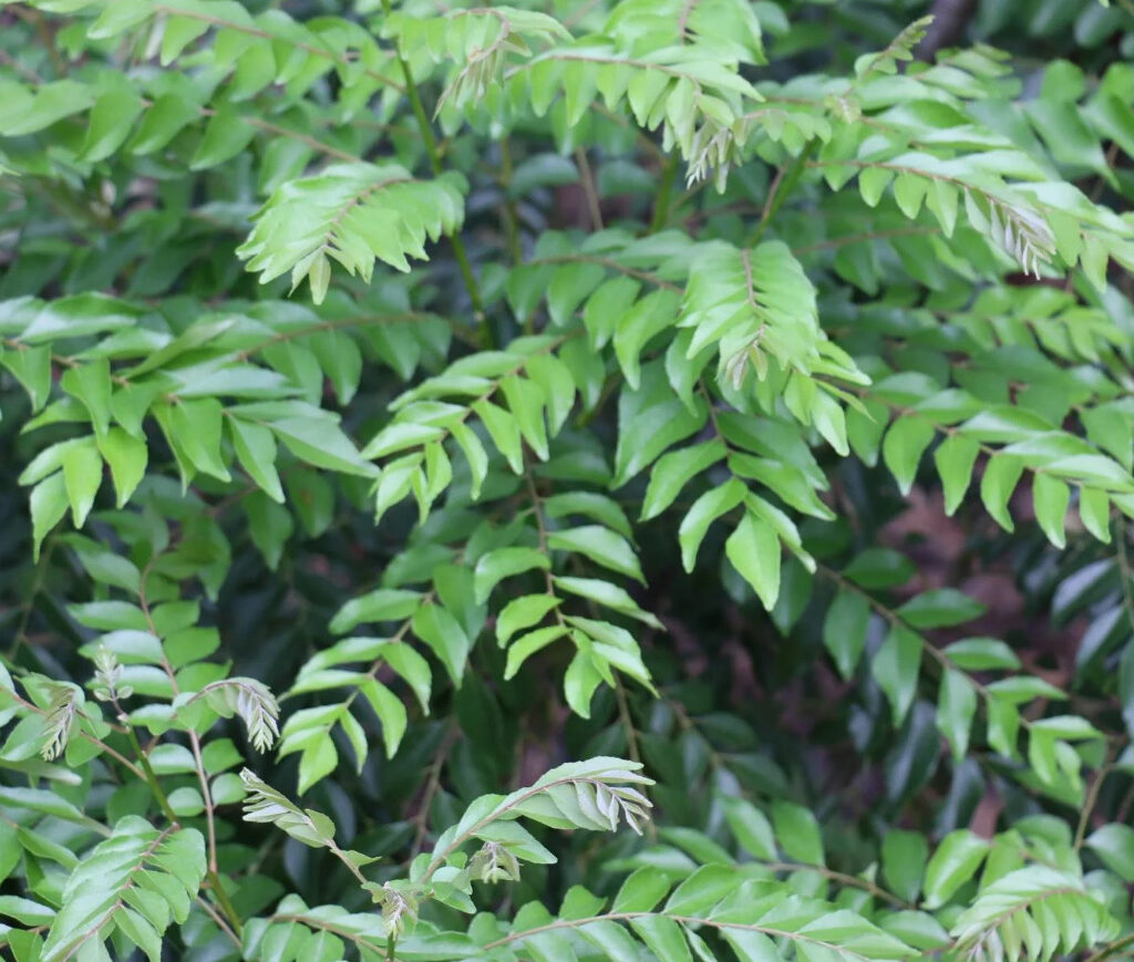 Healthy Curry Leaf Plant – 8-12 Inch, 4inch Pot, Vibrant Herb