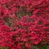 2 Live Moses Burning Bushes 1-2 Ft Tall Vibrant Deep Red Shrubs Small Trees
