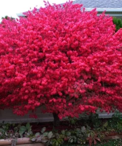 2 Live Moses Burning Bushes 1-2 Ft Tall Vibrant Deep Red Shrubs Small Trees