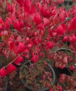 2 Live Moses Burning Bushes 1-2 Ft Tall Vibrant Deep Red Shrubs Small Trees