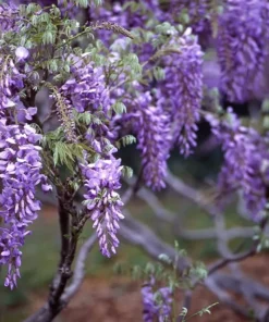 2 Live Purple Wisteria Vines 1 To 2 Ft Tall Live Tree Purple Flowering Tree Beautiful Vining Flower Clusters