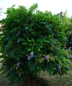 2 Live Purple Wisteria Vines 1 To 2 Ft Tall Live Tree Purple Flowering Tree Beautiful Vining Flower Clusters