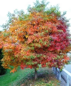 2 Live Sassafras “Cinnamon Tree” Stunning Autumn Colors Beautiful Tree 2-3 Ft Tall Now