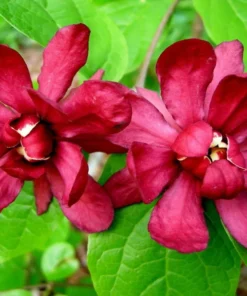 2 Live Sweet Shrubs Carolina Allspice Bushes 2 Ft Tall Now Beautiful Red Blooms Very Fragrant