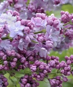 4 Live Old Fashioned Purple Lilac Bushes The Scent Of Spring Beautiful Blooms Can Live To 100 Years Old 1-2 Ft Tall Now