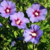 4 Live Purple Althea Rose Of Sharon Trees Shrub Bushes Large Blooms Each Summer 2-3 ft Tall
