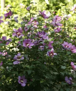 4 Live Purple Althea Rose Of Sharon Trees Shrub Bushes Large Blooms Each Summer 2-3 ft Tall