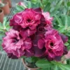 4 Magenta White Desert Rose Seeds for Planting Adenium Obesum Flower Exotic Seed Bloom
