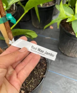 Airlayered Red Wax Jambu Tree 2-3 Feet Tall in Pot with Soil Fast Shipping