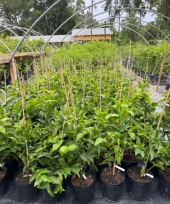 Airlayered Red Wax Jambu Tree 2-3 Feet Tall in Pot with Soil Fast Shipping