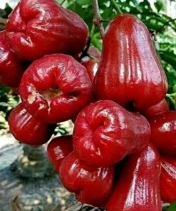 Airlayered Red Wax Jambu Tree 2-3 Feet Tall in Pot with Soil Fast Shipping