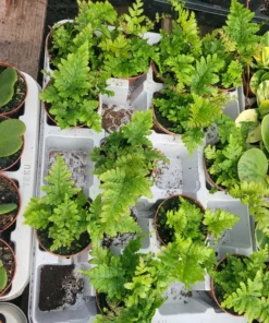 Autumn fern | Japanese shield Fern |Dryopteris Erythrosora | 2in pot