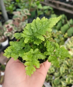 Autumn fern | Japanese shield Fern |Dryopteris Erythrosora | 2in pot