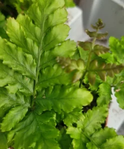 Autumn fern | Japanese shield Fern |Dryopteris Erythrosora | 2in pot