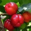 Barbados Cherry Tree - Live Acerola Plant 4-6 Inch