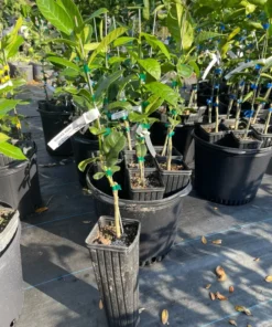 Buddha Hand Citrus Tree Grafted 1-2 Feet Tall in Pot with Soil