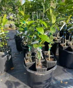 Buddha Hand Citrus Tree Grafted 1-2 Feet Tall in Pot with Soil