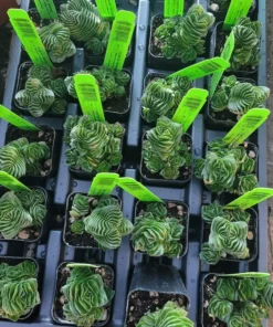 Buddha’s Temple | Crassula pyramidalis | 2in pot | Rare Succulent