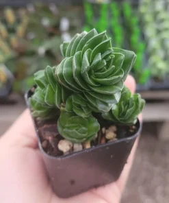 Buddha’s Temple | Crassula pyramidalis | 2in pot | Rare Succulent