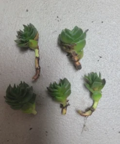 Buddha’s Temple | Crassula pyramidalis | 2in pot | Rare Succulent