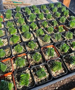 Buddha’s Temple | Crassula pyramidalis | 2in pot | Rare Succulent