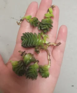 Buddha’s Temple | Crassula pyramidalis | 2in pot | Rare Succulent