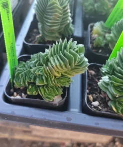 Buddha’s Temple | Crassula pyramidalis | 2in pot | Rare Succulent