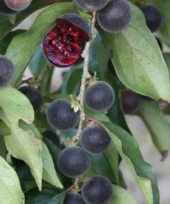 Ceylon Gooseberry Tree - Dovyalis Hebecarpa – 3 Ft Tall Fruit Tree for Gardens - Small Tropical Fruit