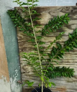 Ceylon Gooseberry Tree - Dovyalis Hebecarpa – 3 Ft Tall Fruit Tree for Gardens - Small Tropical Fruit