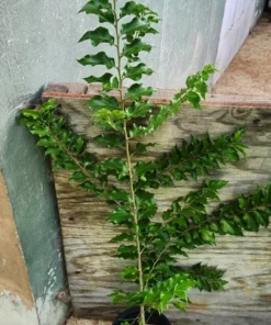 Ceylon Gooseberry Tree - Dovyalis Hebecarpa – 3 Ft Tall Fruit Tree for Gardens - Small Tropical Fruit