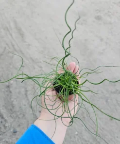 Corkscrew Rush | Juncus Spiralis | 2’in and 4in pot