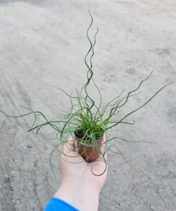 Corkscrew Rush | Juncus Spiralis | 2’in and 4in pot