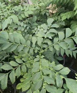 Curry Leaf Tree - Live Plant 5-9 Inch Tall - 4-Inch Pot - Edible Herb