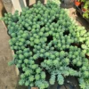 Donkey Tail | Trailing sedum | 4in pot